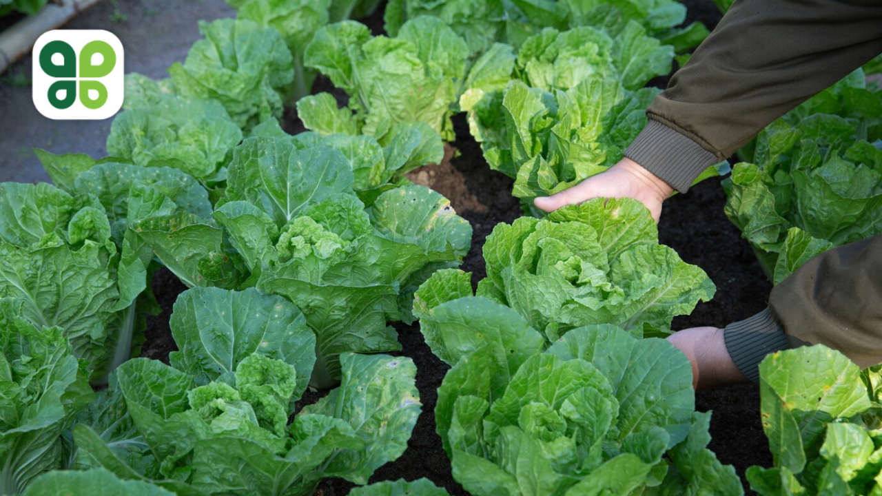 Budderfly and Just Salad Honor Energy Efficiency Day By Encouraging Organizations To Cut Utility Bills And Reduce Pollution